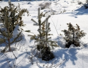 Schneekristalle am Stöttlbach