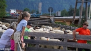 Almabtrieb_Schafschoad-147-von-155