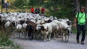 Almabtrieb_Schafschoad-64-von-155