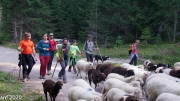 Almabtrieb_Schafschoad-66-von-155