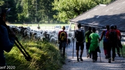 Almabtrieb_Schafschoad-68-von-155