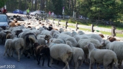 Almabtrieb_Schafschoad-69-von-155