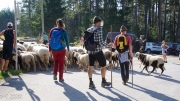 Almabtrieb_Schafschoad-70-von-155