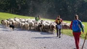 Almabtrieb_Schafschoad-71-von-155