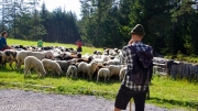 Almabtrieb_Schafschoad-73-von-155