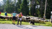 Almabtrieb_Schafschoad-74-von-155