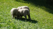 Almabtrieb_Schafschoad-81-von-155