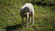 Almabtrieb_Schafschoad-86-von-155