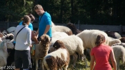 Almabtrieb_Schafschoad-87-von-155