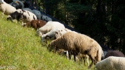 Almabtrieb_Schafschoad-93-von-155