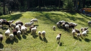 Almabtrieb_Schafschoad-97-von-155