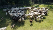 Almabtrieb_Schafschoad-98-von-155