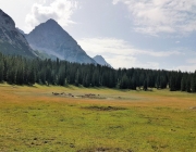 Freilichtbühne Seeben Alm – Almvieh und Wanderer begegnen sich Aug‘ in Aug‘