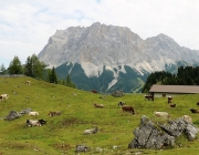 Freilichtbühne Seeben Alm – Almvieh und Wanderer begegnen sich Aug‘ in Aug‘