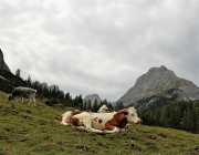 Freilichtbühne Seeben Alm – Almvieh und Wanderer begegnen sich Aug‘ in Aug‘