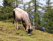Freilichtbühne Seeben Alm – Almvieh und Wanderer begegnen sich Aug‘ in Aug‘