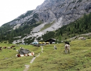 Freilichtbühne Seeben Alm – Almvieh und Wanderer begegnen sich Aug‘ in Aug‘