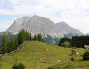 Freilichtbühne Seeben Alm – Almvieh und Wanderer begegnen sich Aug‘ in Aug‘