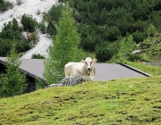 Freilichtbühne Seeben Alm – Almvieh und Wanderer begegnen sich Aug‘ in Aug‘