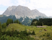 Freilichtbühne Seeben Alm – Almvieh und Wanderer begegnen sich Aug‘ in Aug‘