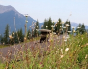 Freilichtbühne Seeben Alm – Almvieh und Wanderer begegnen sich Aug‘ in Aug‘