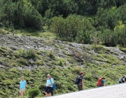 Freilichtbühne Seeben Alm – Almvieh und Wanderer begegnen sich Aug‘ in Aug‘