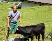 Freilichtbühne Seeben Alm – Almvieh und Wanderer begegnen sich Aug‘ in Aug‘