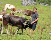 Freilichtbühne Seeben Alm – Almvieh und Wanderer begegnen sich Aug‘ in Aug‘