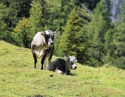 Freilichtbühne Seeben Alm – Almvieh und Wanderer begegnen sich Aug‘ in Aug‘