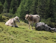 Freilichtbühne Seeben Alm – Almvieh und Wanderer begegnen sich Aug‘ in Aug‘