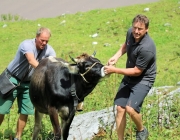 Freilichtbühne Seeben Alm – Almvieh und Wanderer begegnen sich Aug‘ in Aug‘