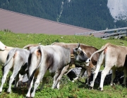 Freilichtbühne Seeben Alm – Almvieh und Wanderer begegnen sich Aug‘ in Aug‘