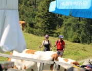 Freilichtbühne Seeben Alm – Almvieh und Wanderer begegnen sich Aug‘ in Aug‘