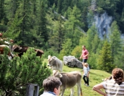 Freilichtbühne Seeben Alm – Almvieh und Wanderer begegnen sich Aug‘ in Aug‘