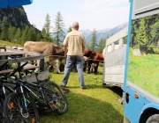 Freilichtbühne Seeben Alm – Almvieh und Wanderer begegnen sich Aug‘ in Aug‘