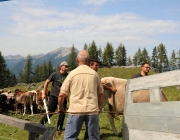 Freilichtbühne Seeben Alm – Almvieh und Wanderer begegnen sich Aug‘ in Aug‘