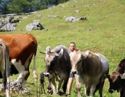 Freilichtbühne Seeben Alm – Almvieh und Wanderer begegnen sich Aug‘ in Aug‘