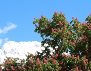 St. Josefskapelle im Mai – Symbol-Monat mit Kastanienblüte