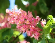 St. Josefskapelle im Mai – Symbol-Monat mit Kastanienblüte