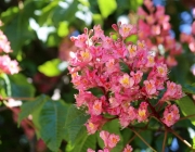 St. Josefskapelle im Mai – Symbol-Monat mit Kastanienblüte