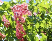 St. Josefskapelle im Mai – Symbol-Monat mit Kastanienblüte