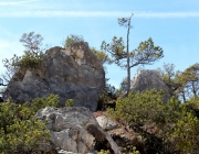 Steinblumen am Stöttlbach