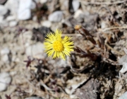 Steinblumen am Stöttlbach