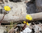 Steinblumen am Stöttlbach