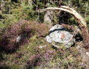 Steinblumen am Stöttlbach