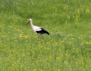 Störche über dem Mieminger Moos