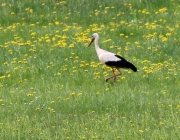 Störche über dem Mieminger Moos