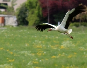 Störche über dem Mieminger Moos