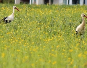 Störche über dem Mieminger Moos
