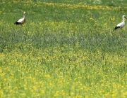 Störche über dem Mieminger Moos